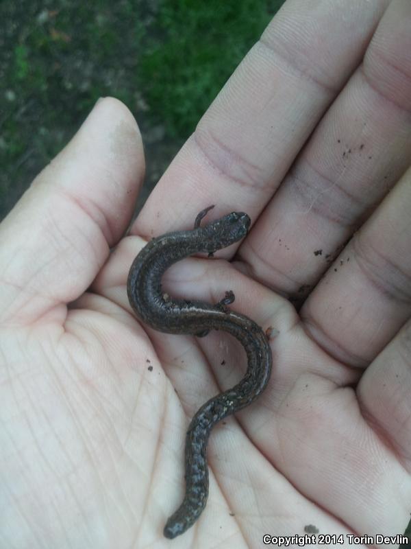 San Simeon Slender Salamander (Batrachoseps incognitus)
