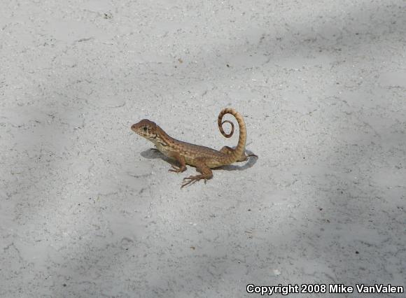 Little Bahama Curly-tailed Lizard (Leiocephalus carinatus armouri)