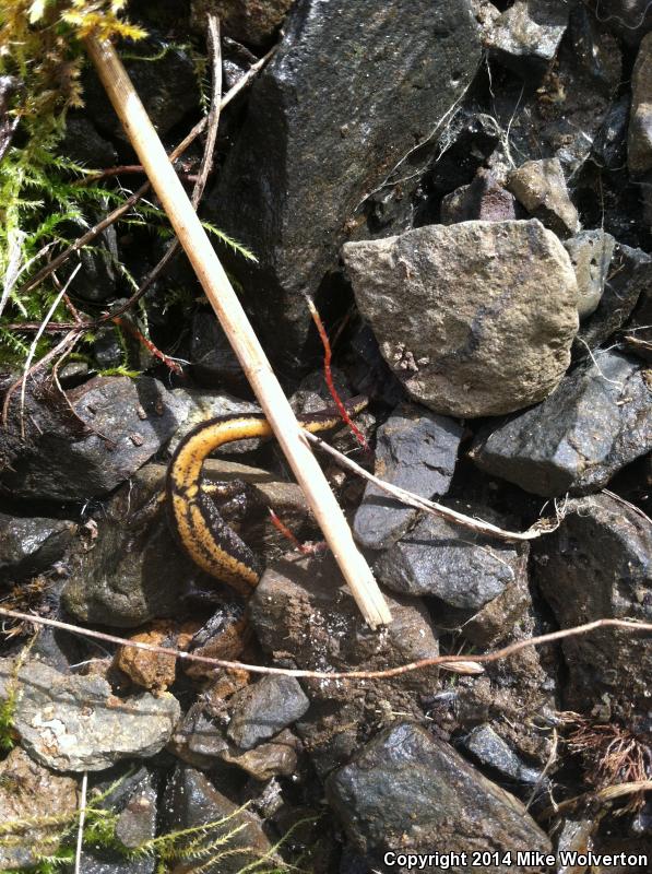 Larch Mountain Salamander (Plethodon larselli)