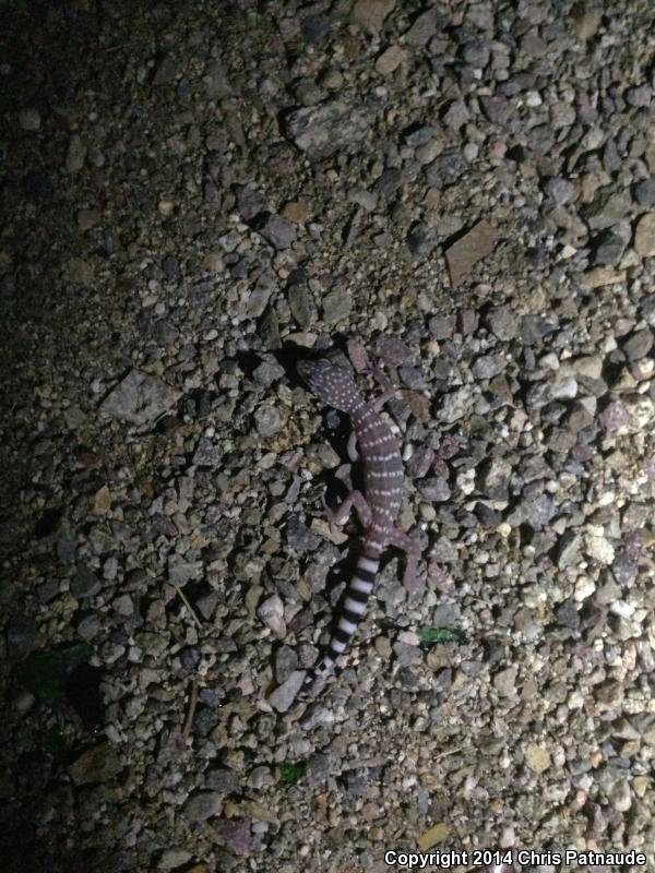 Penninsular Banded Gecko (Coleonyx switaki)