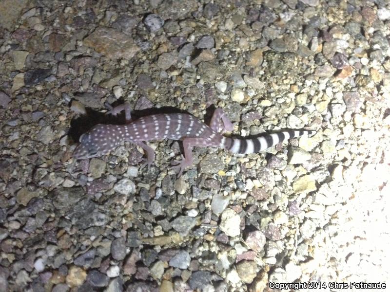 Penninsular Banded Gecko (Coleonyx switaki)