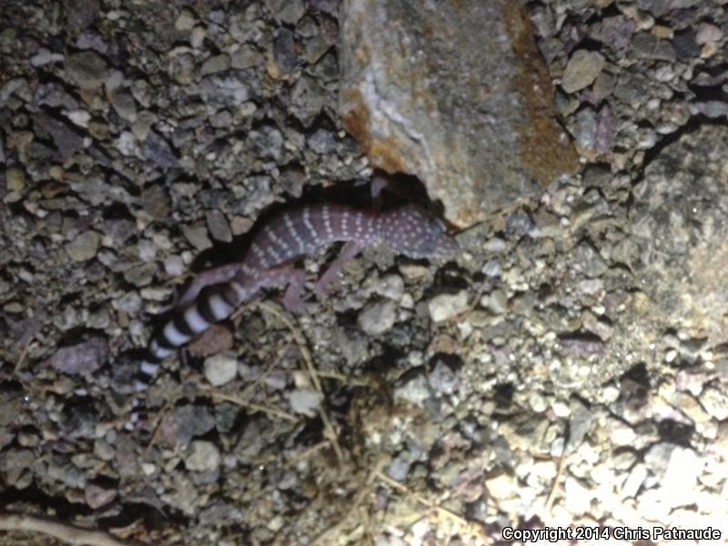 Penninsular Banded Gecko (Coleonyx switaki)