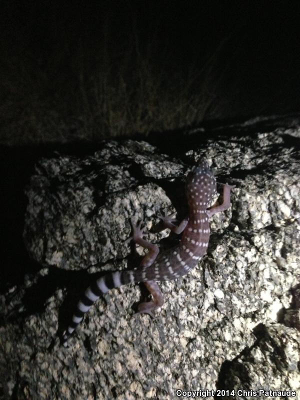 Penninsular Banded Gecko (Coleonyx switaki)