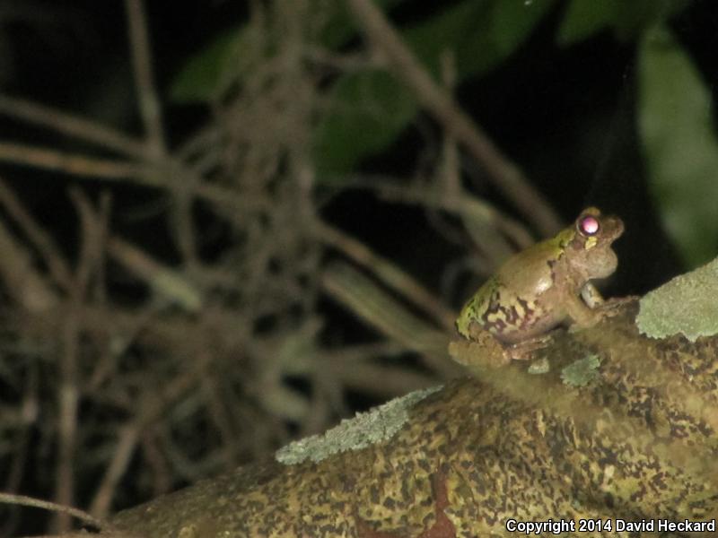 Western Bird-voiced Treefrog (Hyla avivoca avivoca)