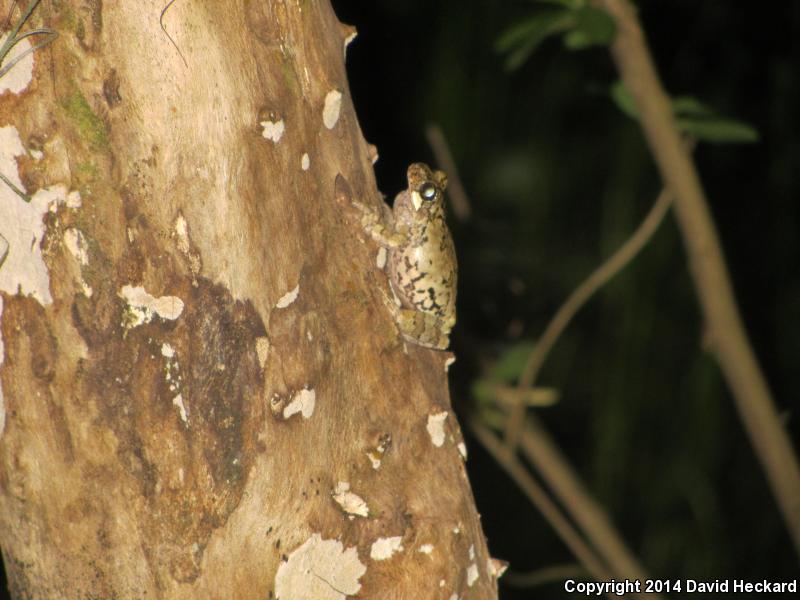 Western Bird-voiced Treefrog (Hyla avivoca avivoca)