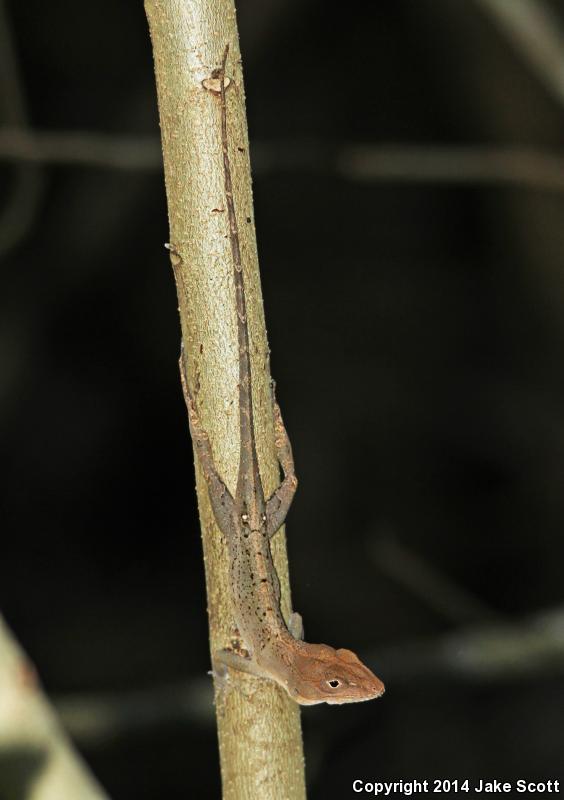 Common Large-headed Anole (Anolis cybotes cybotes)
