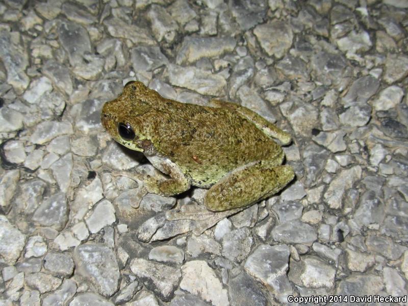 Western Bird-voiced Treefrog (Hyla avivoca avivoca)