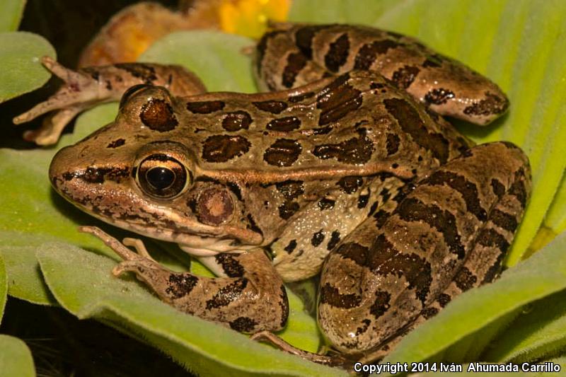 Transverse Volcanic Leopard Frog (Lithobates neovolcanicus)