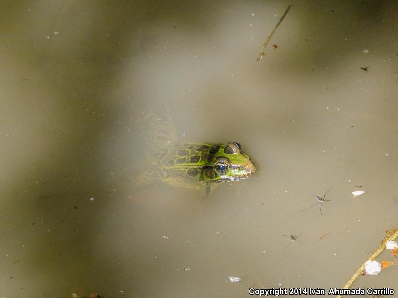 Transverse Volcanic Leopard Frog (Lithobates neovolcanicus)