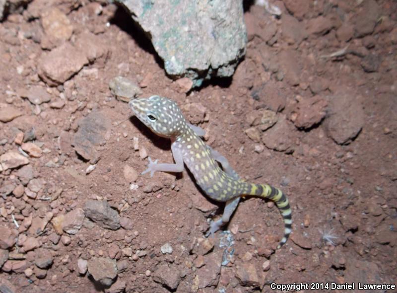 Penninsular Banded Gecko (Coleonyx switaki)