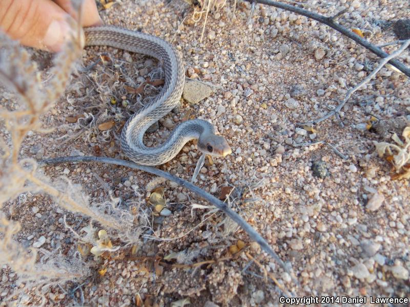 Baja California Patch-nosed Snake (Salvadora hexalepis klauberi)
