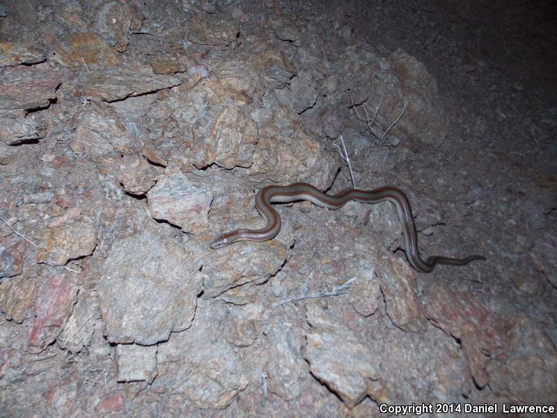 Mid-Baja Rosy Boa (Lichanura trivirgata saslowi)