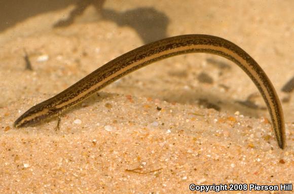 Slender Dwarf Siren (Pseudobranchus striatus spheniscus)