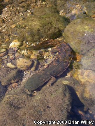 Ozark Hellbender (Cryptobranchus alleganiensis bishopi)