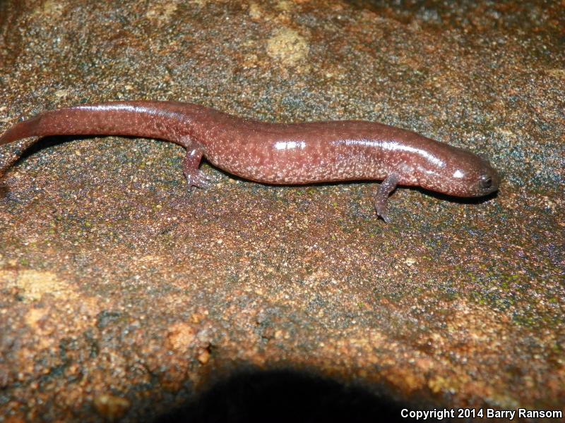 Southern Red Salamander (Pseudotriton ruber vioscai)