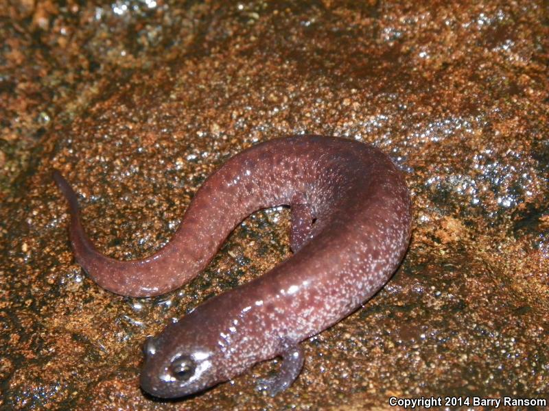 Southern Red Salamander (Pseudotriton ruber vioscai)