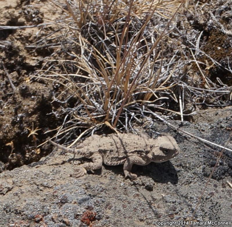 Pygmy Short-horned Lizard (Phrynosoma douglasii)