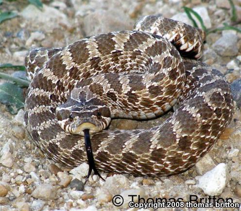 Plains Hognose Snake (Heterodon nasicus nasicus)