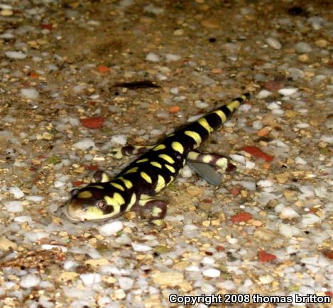 Eastern Tiger Salamander (Ambystoma tigrinum tigrinum)