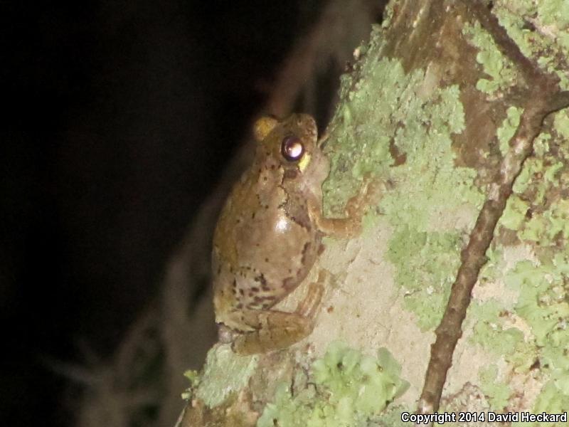 Western Bird-voiced Treefrog (Hyla avivoca avivoca)