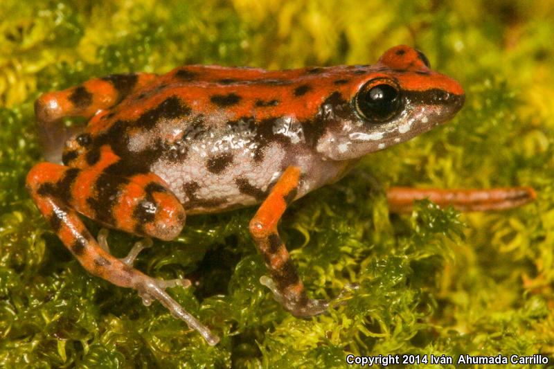 Blunt-toed Chirping Frog (Eleutherodactylus modestus)