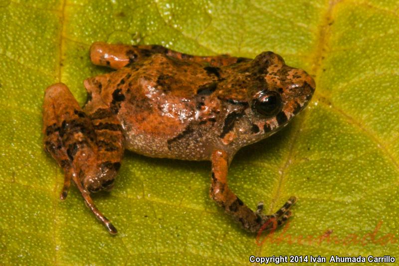 Pigmy Robber Frog (Craugastor pygmaeus)