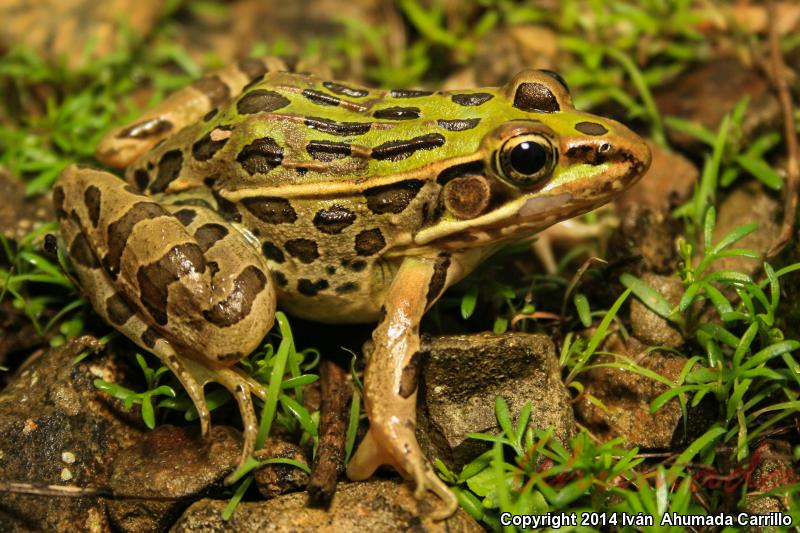 Transverse Volcanic Leopard Frog (Lithobates neovolcanicus)