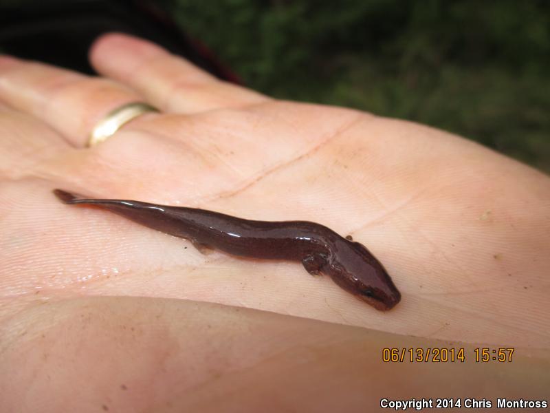 Gulf Coast Waterdog (Necturus beyeri)