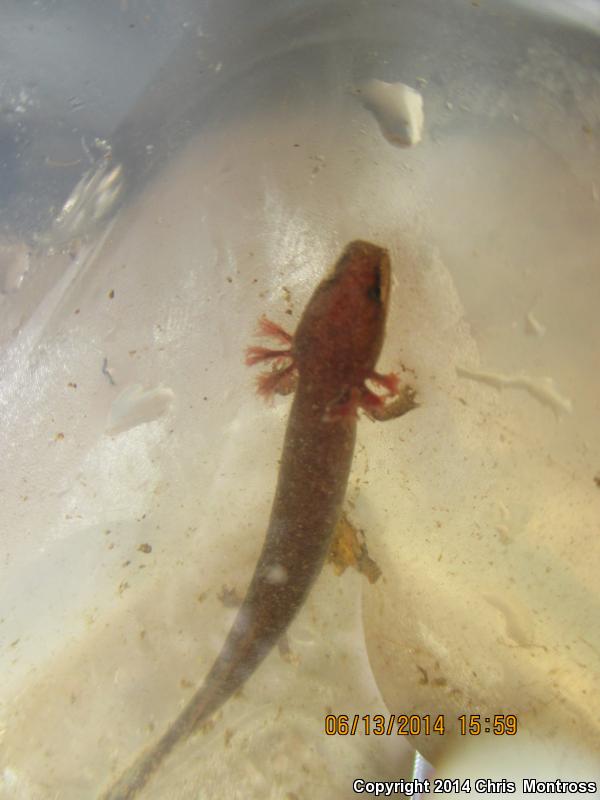 Gulf Coast Waterdog (Necturus beyeri)