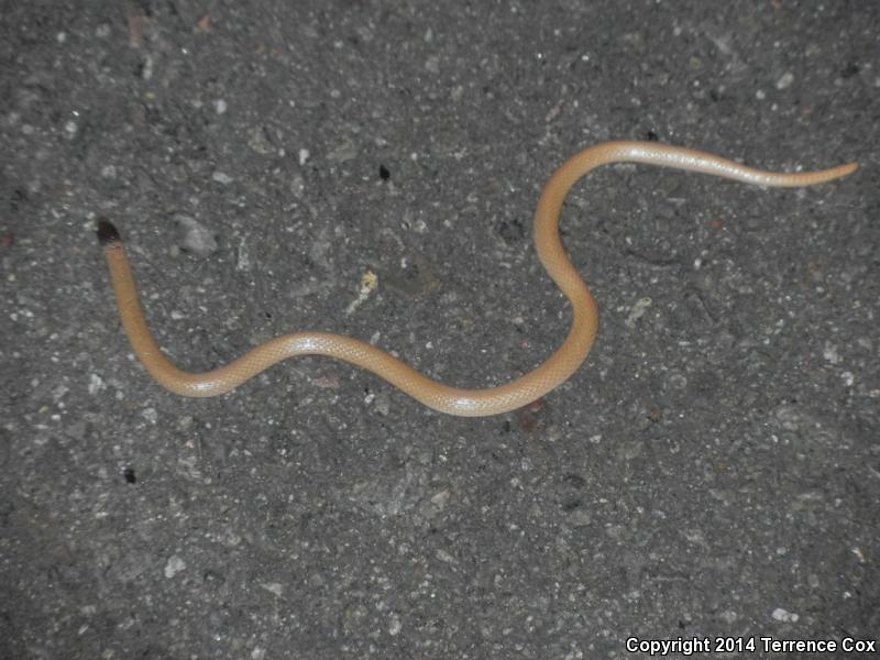 Yaqui Black-headed Snake (Tantilla yaquia)