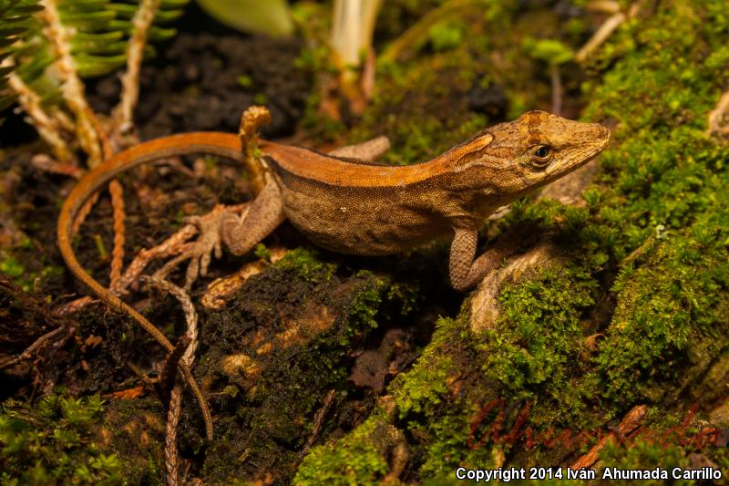 Clouded Anole (Anolis nebulosus)