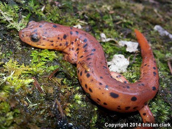 Midland Mud Salamander (Pseudotriton montanus diastictus)