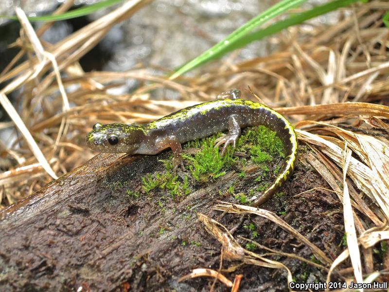 Southern Long-toed Salamander (Ambystoma macrodactylum sigillatum)