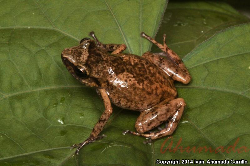 Blunt-toed Chirping Frog (Eleutherodactylus modestus)