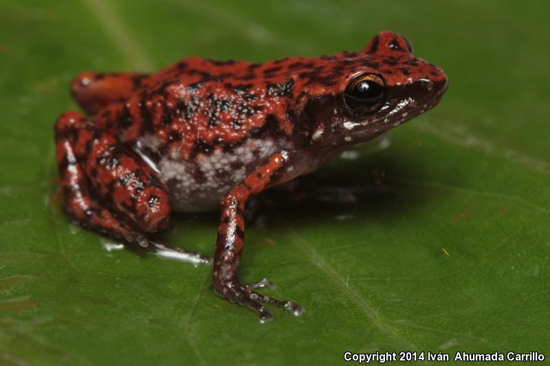 Blunt-toed Chirping Frog (Eleutherodactylus modestus)