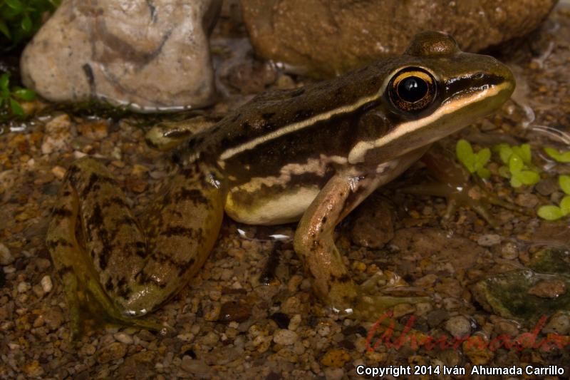 White-striped Frog (Lithobates pustulosus)