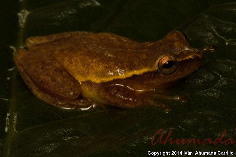 Dwarf Mexican Treefrog (Tlalocohyla smithi)