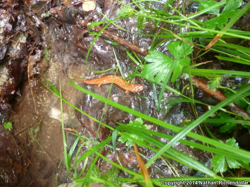 Blue Ridge Red Salamander (Pseudotriton ruber nitidus)