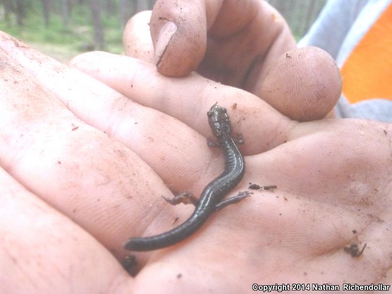 Cheat Mountain Salamander (Plethodon nettingi)