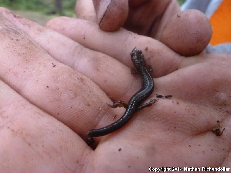 Cheat Mountain Salamander (Plethodon nettingi)