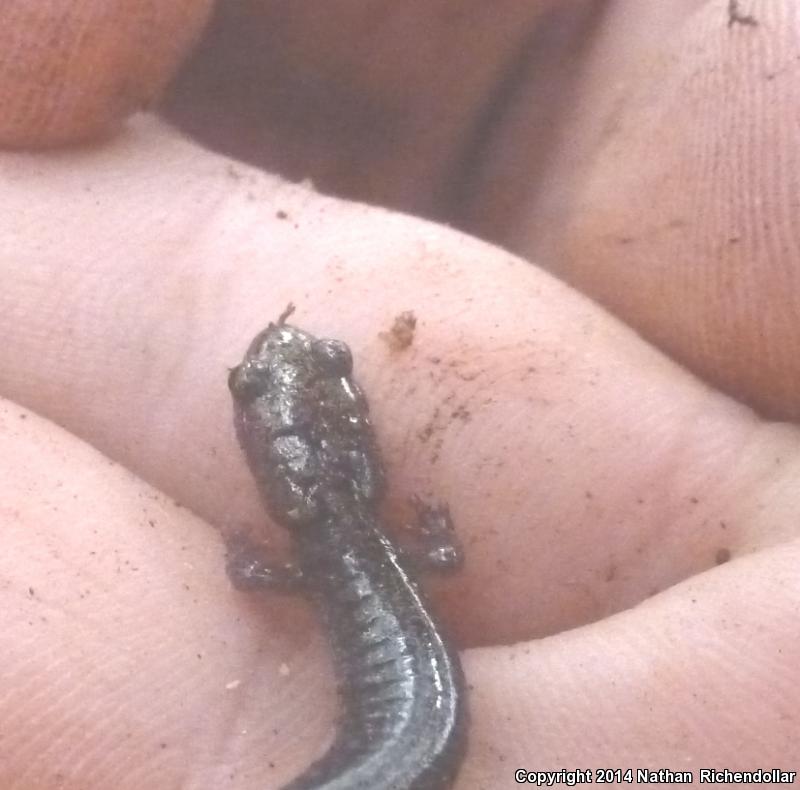 Cheat Mountain Salamander (Plethodon nettingi)