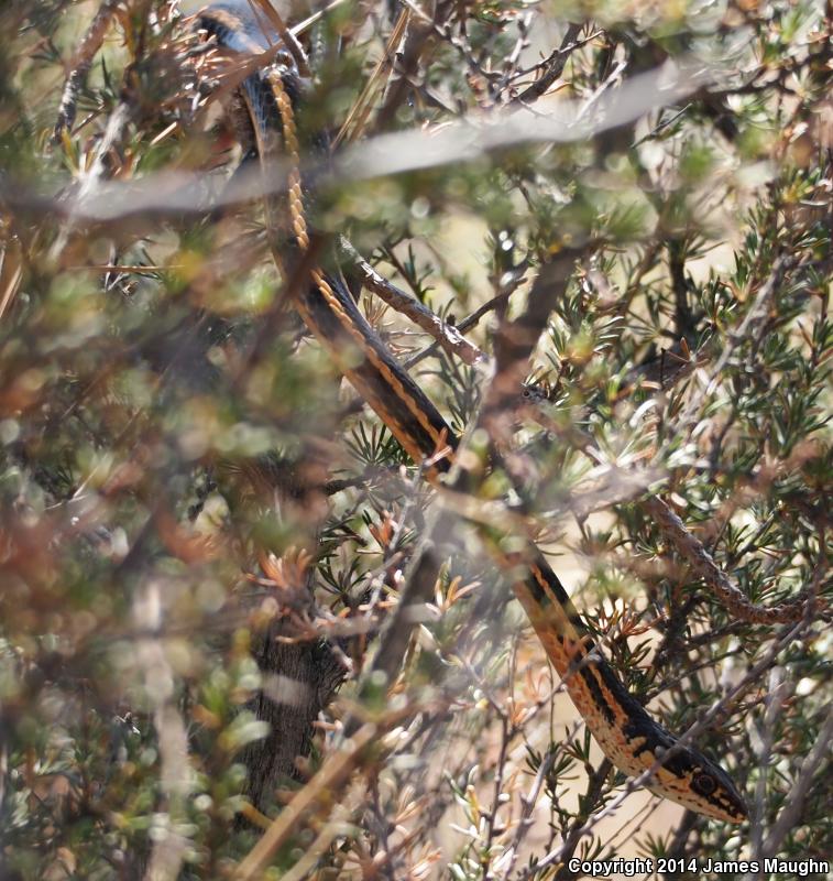 Alameda Striped Racer (Coluber lateralis euryxanthus)