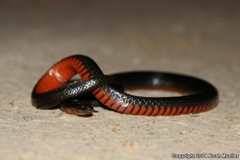 North Florida Swampsnake (Seminatrix pygaea pygaea)