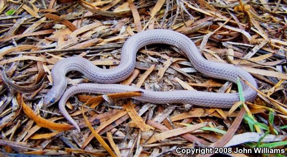 Southern Texas Groundsnake (Sonora semiannulata taylori)