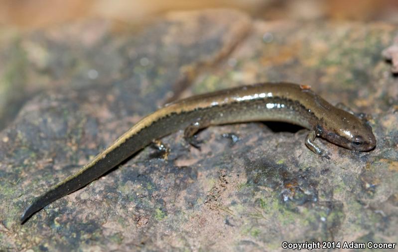 Dark-sided Salamander (Eurycea aquatica)