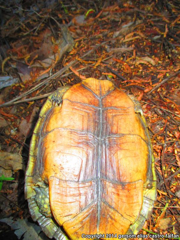 Oaxaca Spotted Wood Turtle (Rhinoclemmys rubida rubida)