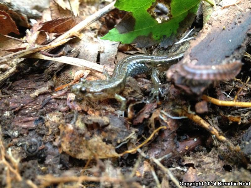 Pygmy Salamander (Desmognathus wrighti)