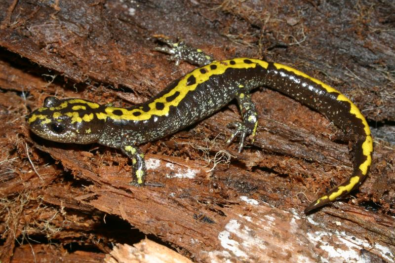 Southern Long-toed Salamander (Ambystoma macrodactylum sigillatum)