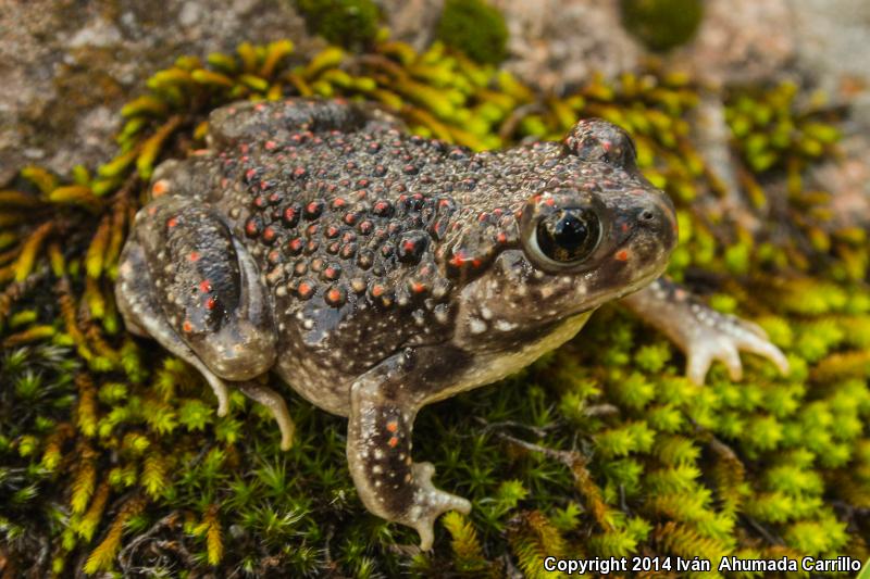 Montain Spadefoot (Spea multiplicata multiplicata)