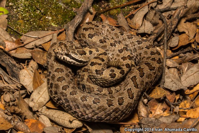 Western Twin-spotted Rattlesnake (Crotalus pricei pricei)